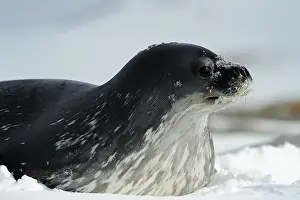 Shelf: Weddel Seal