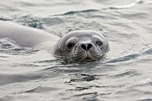 Leptonychotes: Weddell Seal