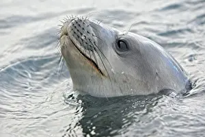 Leptonychotes: Weddell Seal