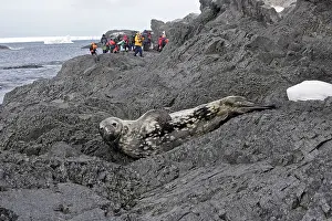 Leptonychotes: Weddell Seal