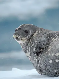 Cove: Weddell seal on ice floe in the Cierva Cove, Antarctic