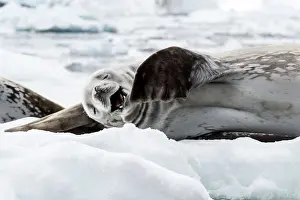 Leptonychotes: Weddell Seal laughing