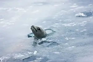 Weddell: Weddell Seal (Leptonychotes weddellii) in