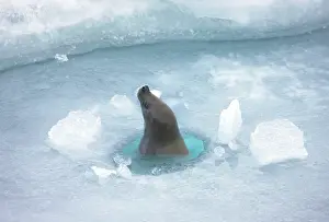 Weddell: Weddell Seal (Leptonychotes weddellii) in