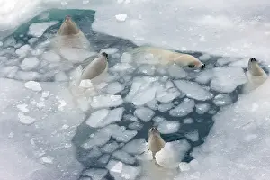 Weddell: Weddell Seal (Leptonychotes weddellii) in