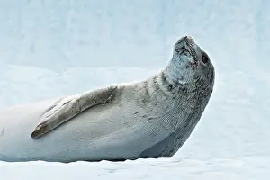 Weddell: Weddell seal (Leptonychotes weddellii). Antarctic