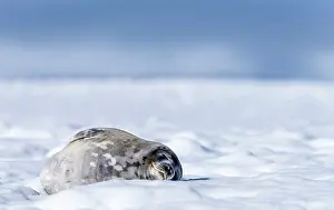 Leptonychotes: Weddell Seal lying on ice