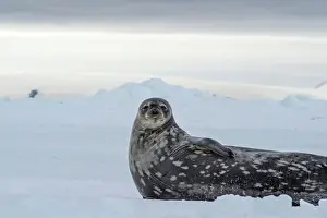 Leptonychotes: Weddell Seal lying on ice
