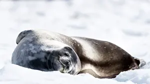 Renato Granieri: Weddell Seal lying on ice