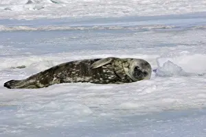 Leptonychotes: Weddell seal - pup on ice