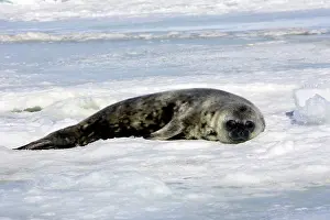 Leptonychotes: Weddell seal - pup on ice