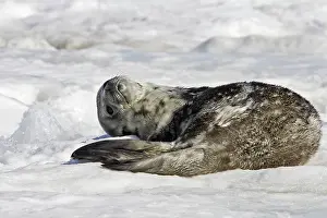 Leptonychotes: Weddell seal - pup on ice