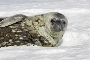 Leptonychotes: Weddell seal - pup on ice