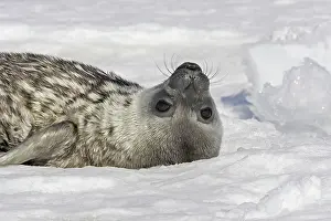 Leptonychotes: Weddell seal - pup on ice