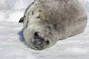Leptonychotes: Weddell seal - pup on ice