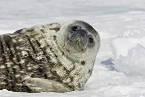Leptonychotes: Weddell seal - pup on ice smiling