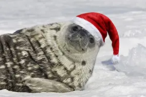 160419: Weddell seal - pup on ice smiling wearing Christmas hat