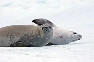 Leptonychotes: Weddell Seal - resting on a iceberg