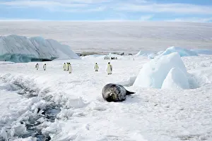 Leptonychotes: Weddell Seal - On sea ice with Emperor Penguins