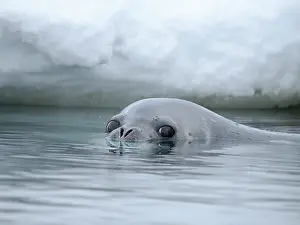 Iceberg: Weddell seal swimming near Goudier Island, Antarctic