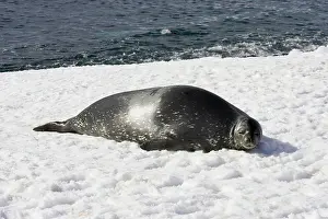 Leptonychotes: Weddell / Weddel Seal