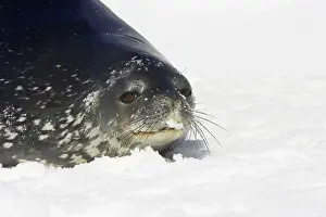 Leptonychotes: Weddell / Weddel Seal