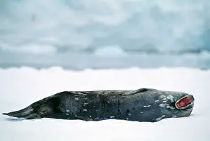 Leptonychotes: Weddell / Weddel Seal