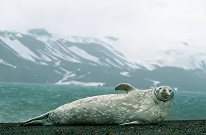 Leptonychotes: Weddell / Weddel Seal