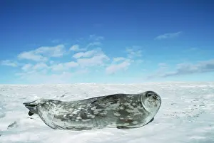 Leptonychotes: Weddell / Weddel Seal