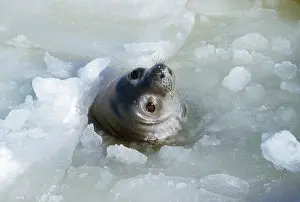 Leptonychotes: Weddell / Weddel Seal - at breathing hole