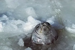 Breathing: Weddell / Weddel Seal - at breathing hole