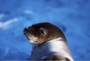 Weddell: Weddell / Weddel Seal - pup