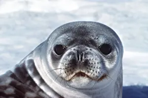 Weddell: Weddell / Weddel Seal - pup face