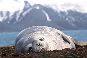 Weddell: Weddell / Weddel Seal - resting, facing camera