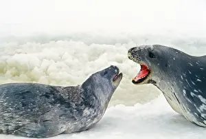 Weddel: Weddell / Weddel Seal - talking to pup
