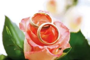 Pictures: Wedding bands on a rose