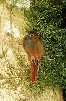 Woodcreeper: Wedge-Billed Woodcreeper