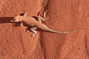 Meroles: Wedge-Snouted Lizard