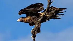 Found: Wedge tail eagle (Aquila audax) found on the side