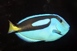Reefs: Wedge-tailed Blue Tang; reefs and shallow coastal