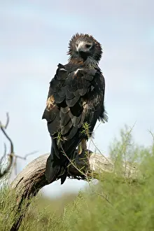Audax: Wedge-tailed Eagle