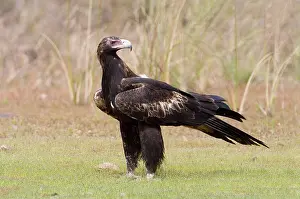 Audax: Wedge-tailed Eagle