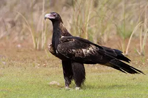 Audax: Wedge-tailed Eagle