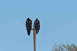 Audax: Wedge-tailed Eagle