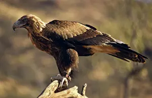 Audax: Wedge Tailed Eagle