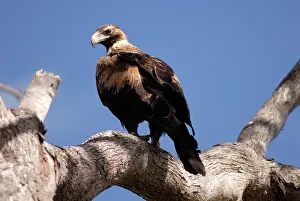 Audax: Wedge-tailed Eagle