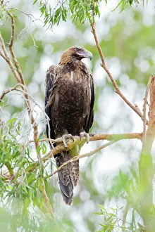 Audax: Wedge-tailed Eagle