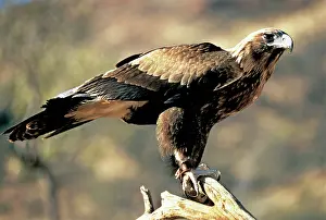 Audax: Wedge-Tailed Eagle