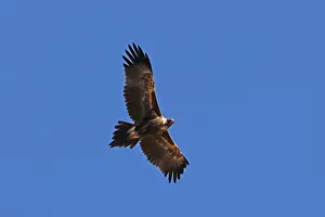 310517: Wedge-tailed Eagle A4487 2