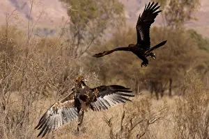 270819: Wedge-tailed Eagle - Adult and juvenile fighting